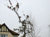 Waxwing at Leigh on Sea (Steve Arlow) (83223 bytes) Waxwing at Leigh on Sea (Steve Arlow) (83223 bytes)